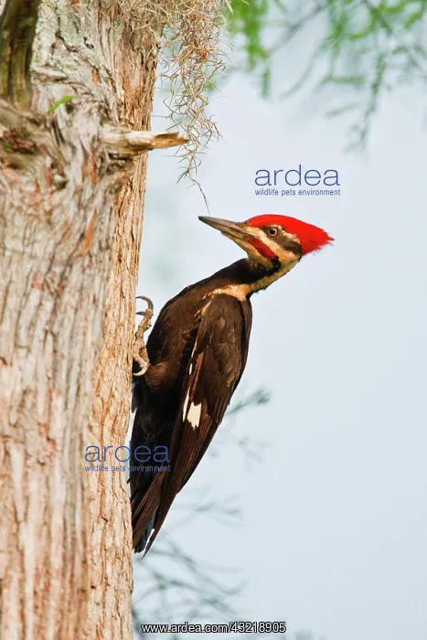: Piliated Woodpecker (Dryocopus pileatus) : Piliated Woodpecker (Dryocopus pileatus)