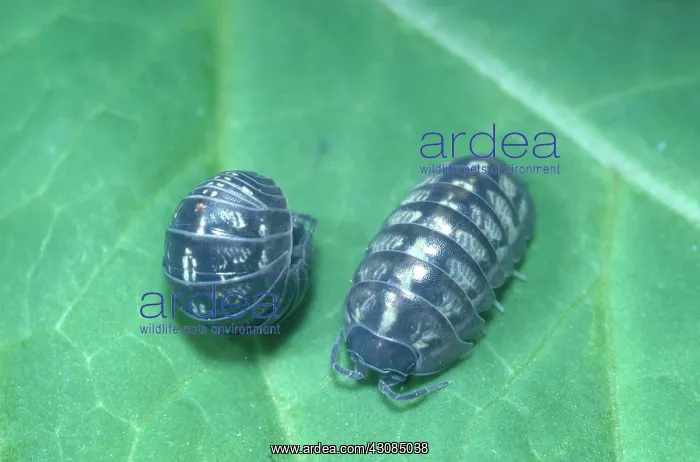 : Pill Bug. The Pill Bug (Armadillidium vulgare) is a land crustacean that live under rocks : Pill Bug. The Pill Bug (Armadillidium vulgare) is a land crustacean that live under rocks