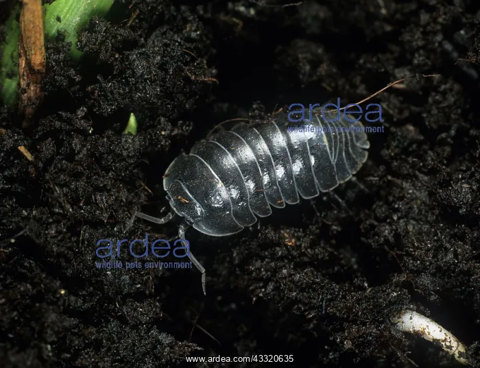 : Pill bug (Armadillium vulgare) crustacean adult on soil : Pill bug (Armadillium vulgare) crustacean adult on soil