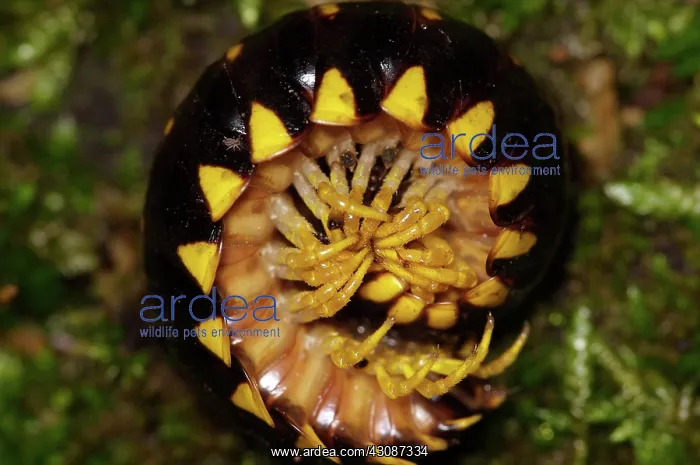  : Pill Millepede