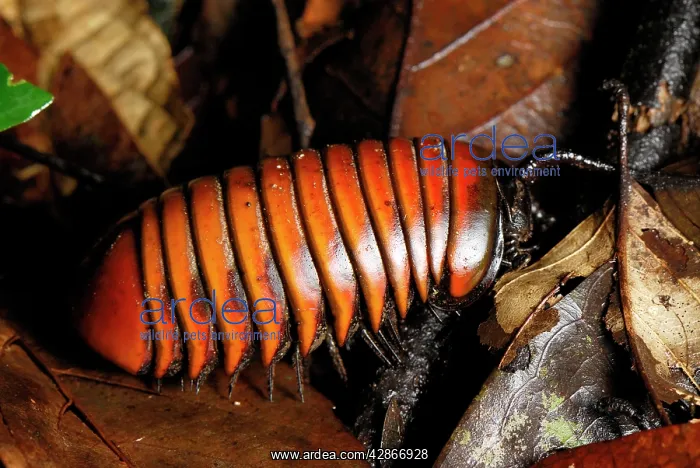 : Pill Millipede : Pill Millipede
