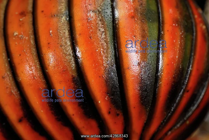 : Pill Millipede : Pill Millipede