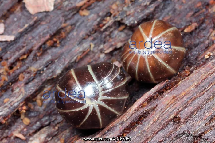 : Pill Millipede : Pill Millipede