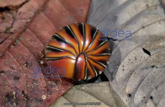 : Pill Millipede - Borneo