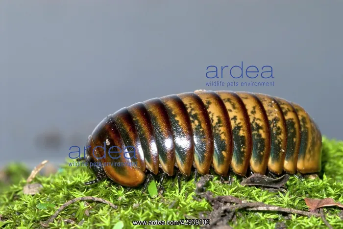 : Pill Millipede crawling over moss. Emerge from : Pill Millipede crawling over moss. Emerge from