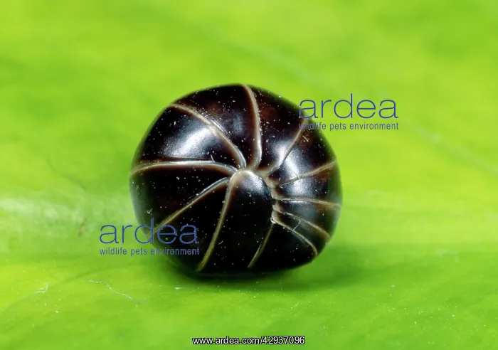 : Pill MILLIPEDE - curled up : Pill MILLIPEDE - curled up