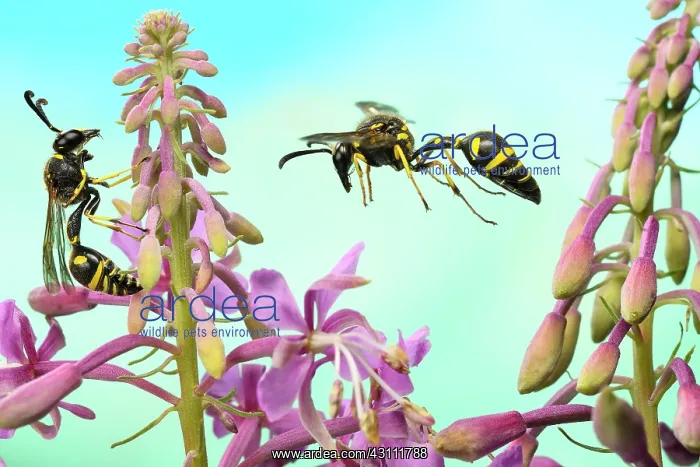 : Pill wasp (Eumenes pedunculatus) on the flower of : Pill wasp (Eumenes pedunculatus) on the flower of