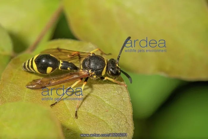 : Pill wasp (Eumenes pomiformis) on a leaf, Baden-Warttemberg : Pill wasp (Eumenes pomiformis) on a leaf, Baden-Warttemberg