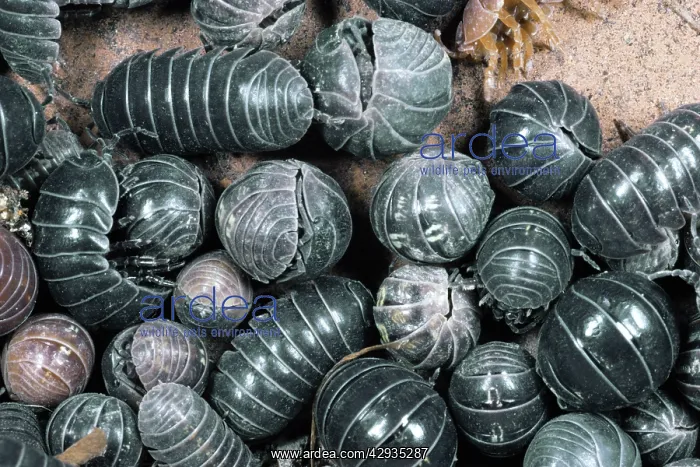 : Pill Woodlice - Aggregation : Pill Woodlice - Aggregation