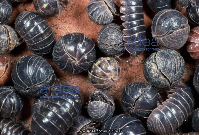 : Pill Woodlouse - : Pill Woodlouse -