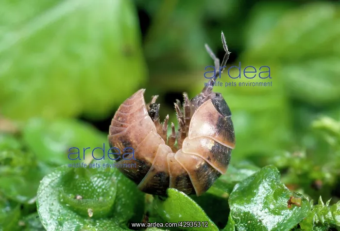  : Pill Woodlouse -