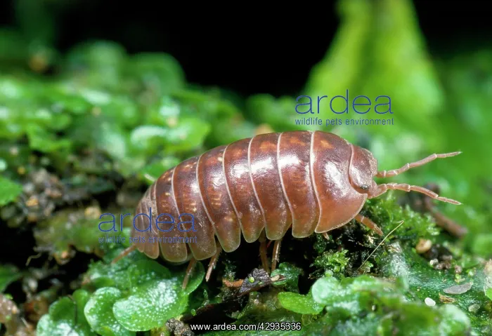 : Pill Woodlouse - : Pill Woodlouse -