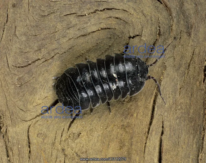 : Pill woodlouse : Pill woodlouse