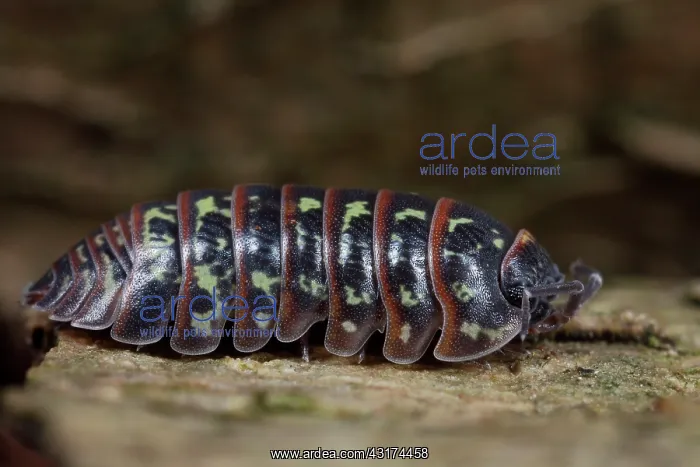 : Pill Woodlouse : Pill Woodlouse