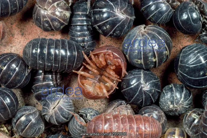 : Pill Woodlouse - group, aggregation : Pill Woodlouse - group, aggregation