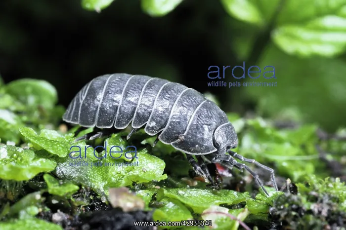 : Pill WOODLOUSE - slate-grey variety : Pill WOODLOUSE - slate-grey variety