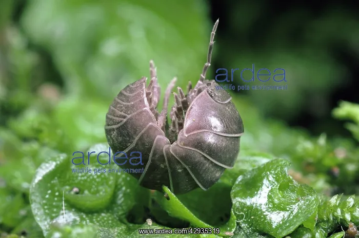 : Pill Woodlouse - unrolling : Pill Woodlouse - unrolling