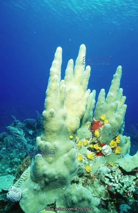 : Pillar Coral : Pillar Coral