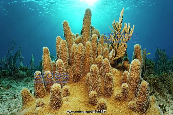 : Pillar coral (Dendrogyra cylindrus) in the backlight : Pillar coral (Dendrogyra cylindrus) in the backlight