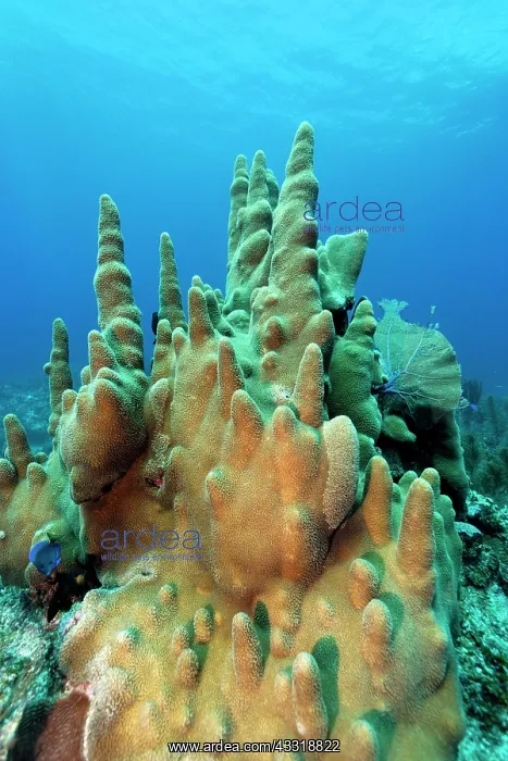 : Pillar corals (Dendrogyra cylindricus), coral reef : Pillar corals (Dendrogyra cylindricus), coral reef
