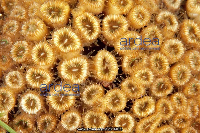 : Pillow coral, cladocora caespitosa, Ischia Island, Italy, Ty : Pillow coral, cladocora caespitosa, Ischia Island, Italy, Ty