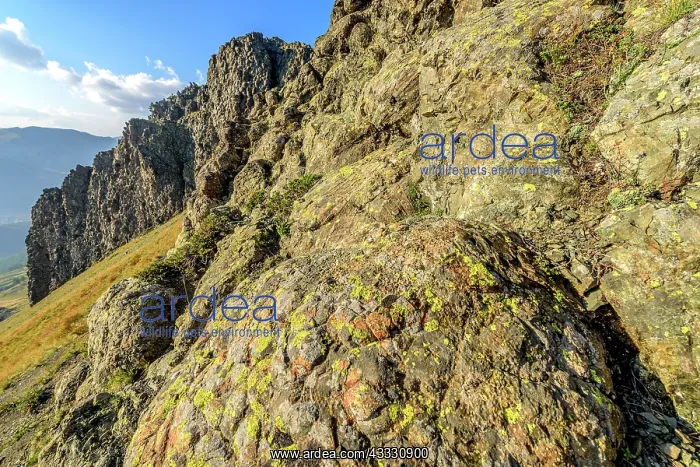 : Pillow lavas at Collert vert, above Montgenevre : Pillow lavas at Collert vert, above Montgenevre