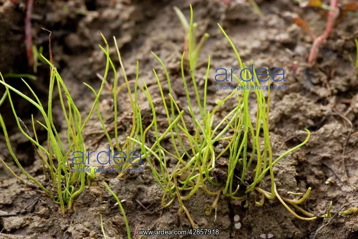 : Pillwort, a rare wetland fern : Pillwort, a rare wetland fern