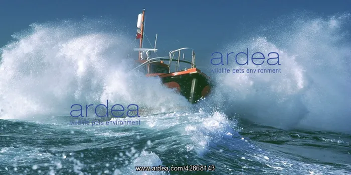 : Pilot Boat - Crossing the Rip at Port Philippe Bay : Pilot Boat - Crossing the Rip at Port Philippe Bay