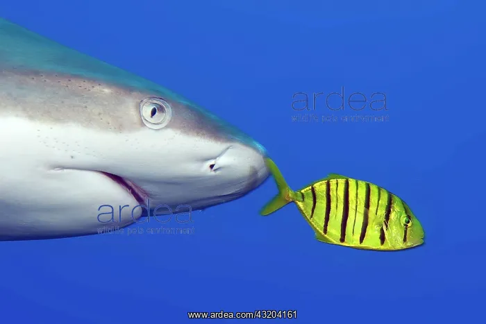 : Pilot fish, Black golden pilot mackerel (Gnathanodon : Pilot fish, Black golden pilot mackerel (Gnathanodon