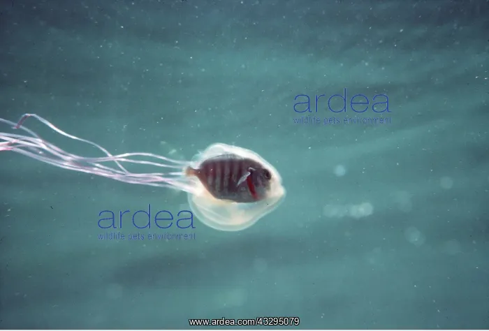 : PILOT FISH - symbiosis in jellyfish : PILOT FISH - symbiosis in jellyfish