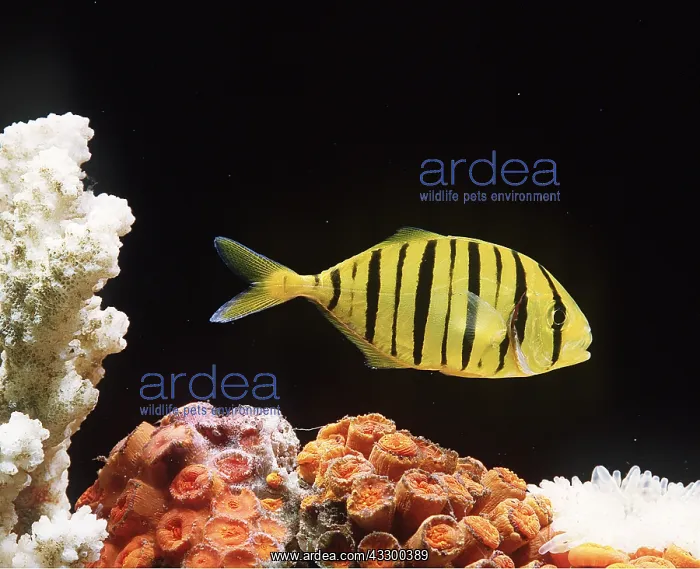 : PILOT / Jack / Pompano FISH : PILOT / Jack / Pompano FISH