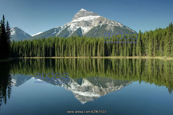 : Pilot Mountain reflected in Pilot Pond : Pilot Mountain reflected in Pilot Pond