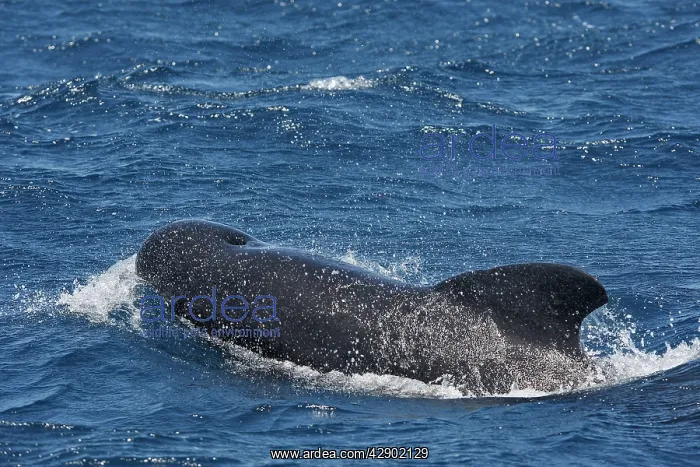 : Pilot Whale : Pilot Whale