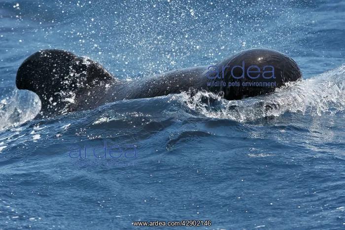 : Pilot Whale : Pilot Whale