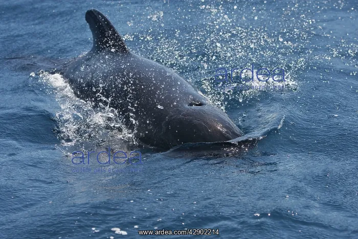 : Pilot Whale : Pilot Whale