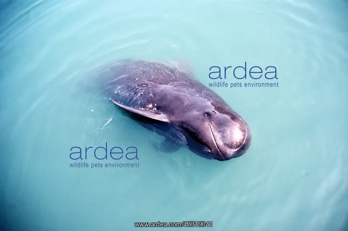 : PILOT WHALE : PILOT WHALE