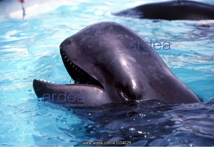 : PILOT WHALE - close-up of head : PILOT WHALE - close-up of head