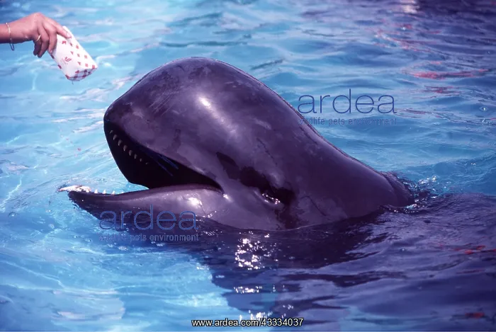 : PILOT WHALE - being fed fish in aquarium : PILOT WHALE - being fed fish in aquarium