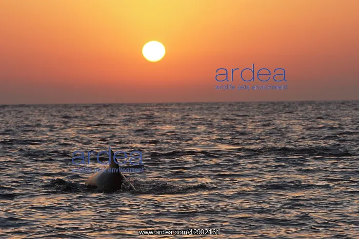  : Pilot Whale - at sunset