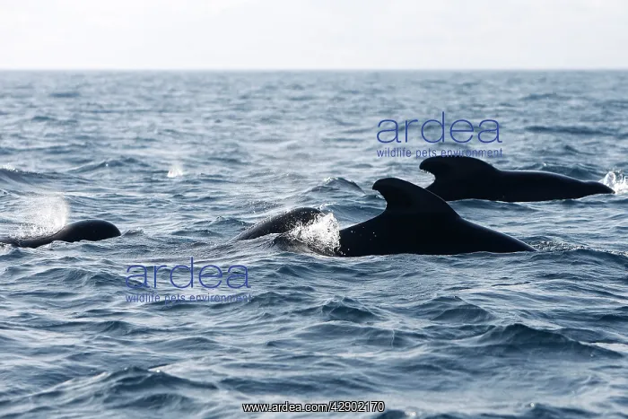 : Pilot Whales : Pilot Whales