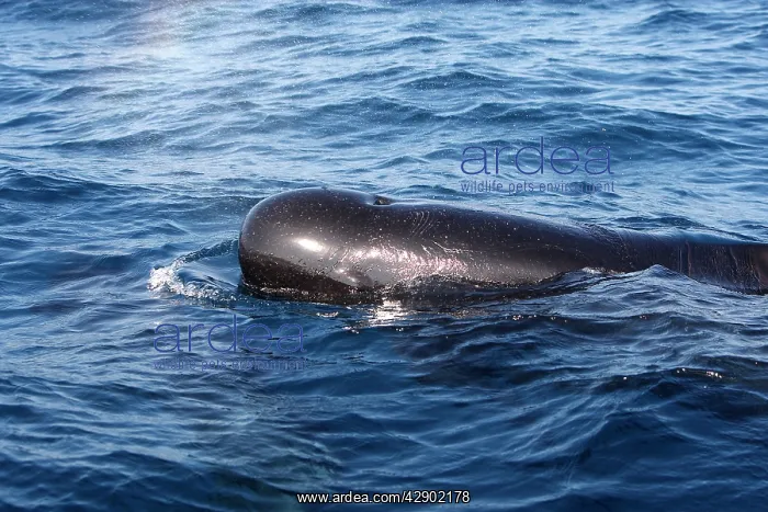 : Pilot Whales : Pilot Whales