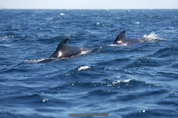 : Pilot Whales : Pilot Whales