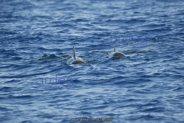 : Pilot Whales : Pilot Whales