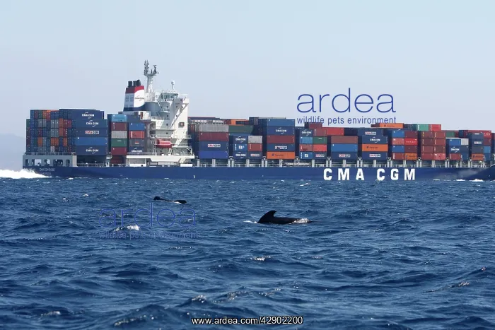 : Pilot Whales - with cargo ship behind : Pilot Whales - with cargo ship behind