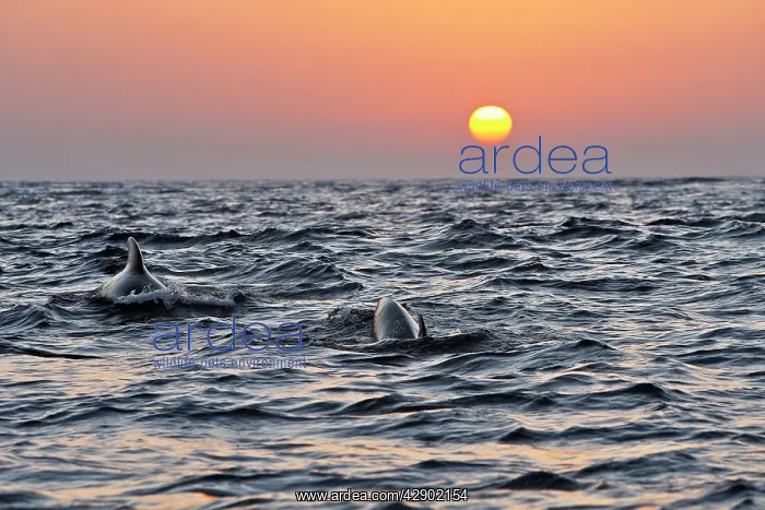 : Pilot Whales - at sunset : Pilot Whales - at sunset