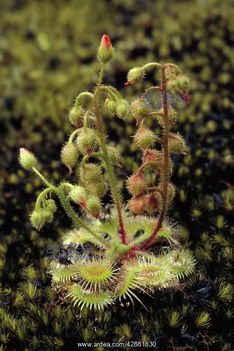 : Pimpernel Sundew - on granite outcrop : Pimpernel Sundew - on granite outcrop