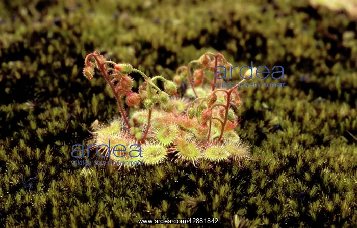 : Pimpernel Sundew - on granite outcrop : Pimpernel Sundew - on granite outcrop