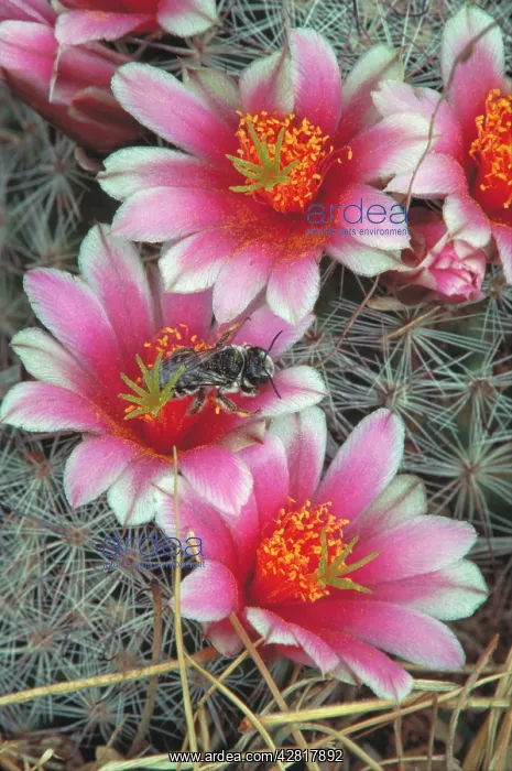  : Pin Cushion Cactus Blossum - With Native Bee