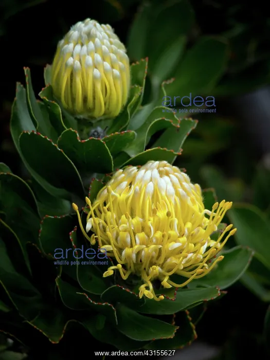 : Pin Cushion Flower : Pin Cushion Flower
