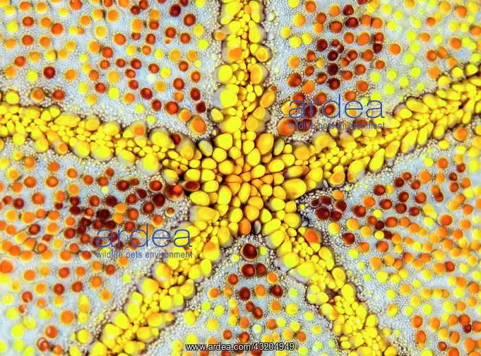 : Pin-cushion star (Culcita novaeguineae) close-up : Pin-cushion star (Culcita novaeguineae) close-up
